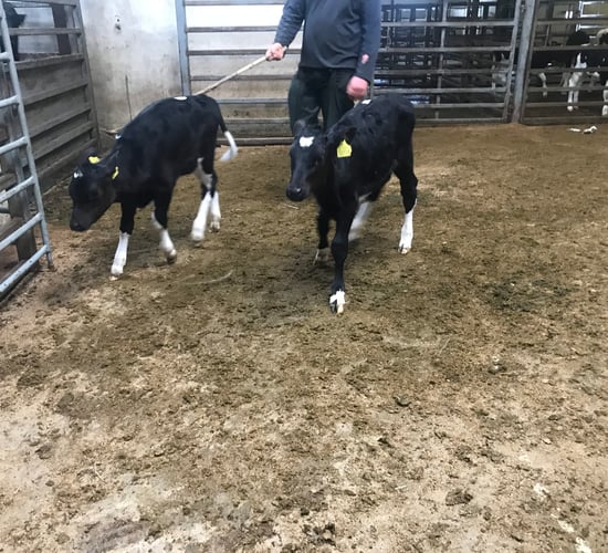 Strong trade for calves and dairy stock at Carnew Mart