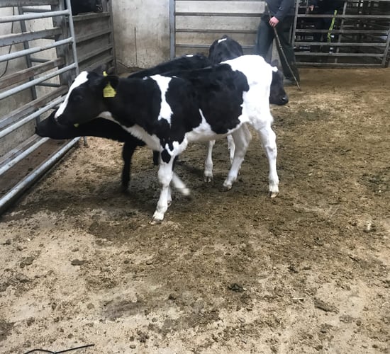 Friesian bulls making up to €130 at Bandon's calf sale