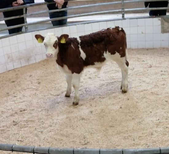 Demand for calves remains at Enniscorthy Mart