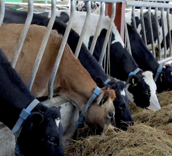 George goes dairy farming: From first-time to full-time farming
