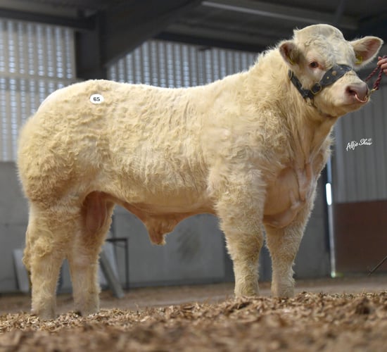 Charolais Christmas Cracker Bull Sale set for Elphin