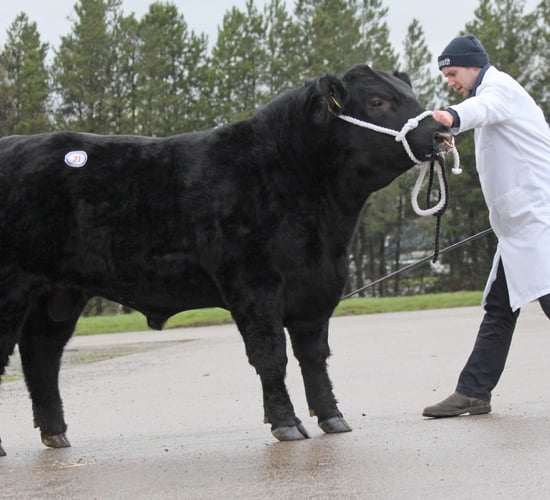 Aberdeen Angus bulls sell to 4,400gns twice at Dungannon