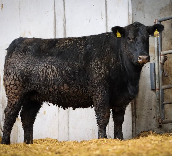Former rugby star to host sale of select Angus heifers