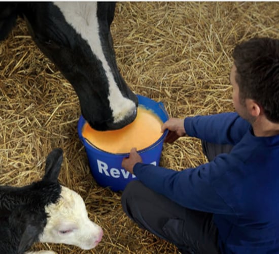The orange energy boost after calving
