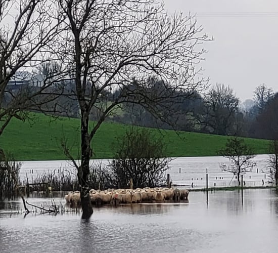 Pics: Firefighters free 52 sheep from flood water in Armagh