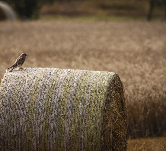 Baling Assistance Payment won't be reinstated for 2025