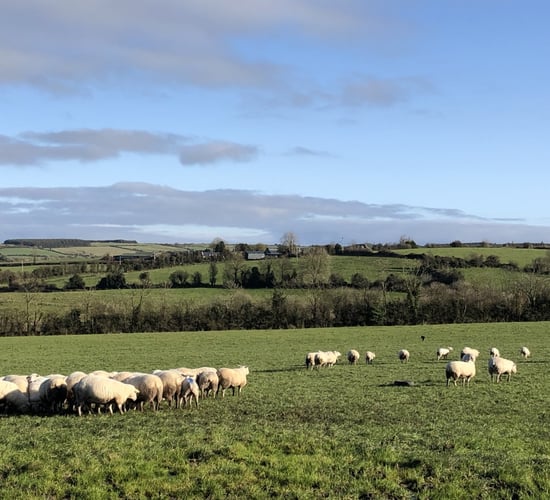 Getting a handle on any liver fluke issues