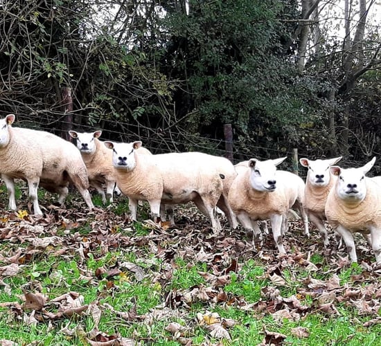North East Texel Twilight sale: 71 in-lamb hoggets up for grabs