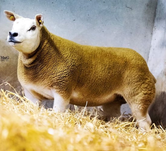 All-Star Texel sale sees prices top 3,200gns, as sale topper heads back west