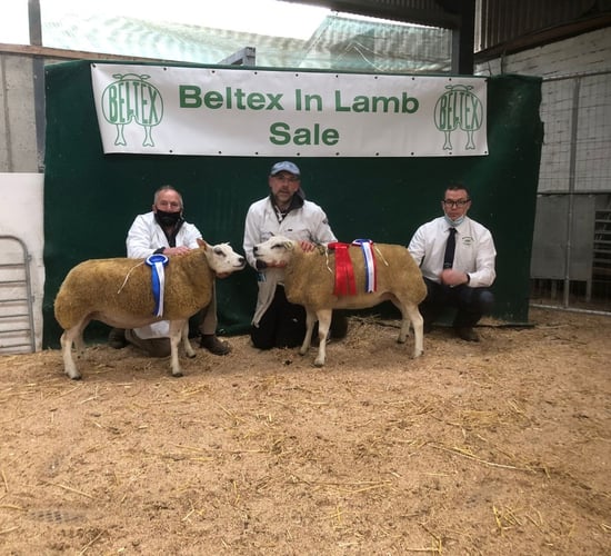 Prices top €2,000 at Belgian Beltex in-lamb show and sale