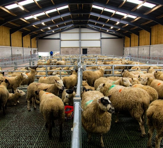 Back in Focus: A brand new slatted unit for a 300-ewe flock in Co. Tyrone