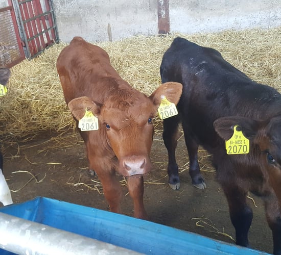 Putting hygiene at the centre of calf rearing protocols
