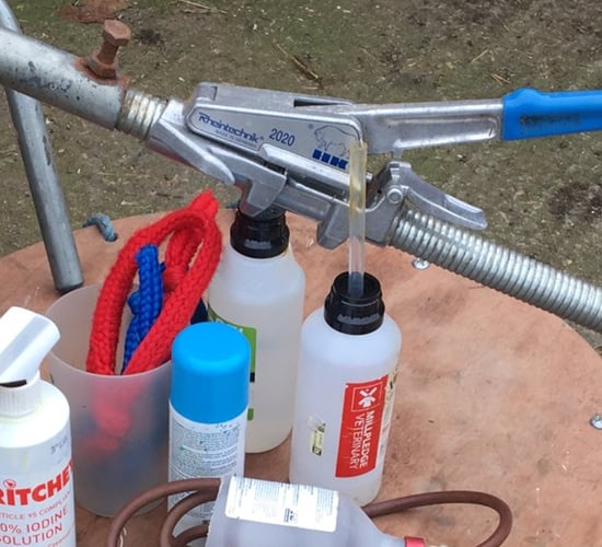 Ensure you have all necessary supplies before calving