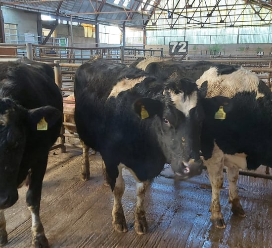 First dairy sale of the year at Enniscorthy Mart
