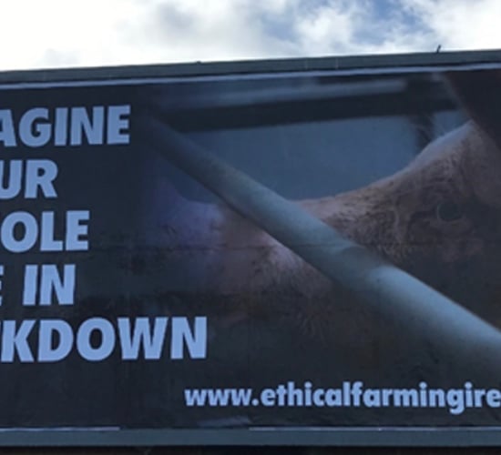 Ethical Farming Ireland launches new pig-awareness campaign