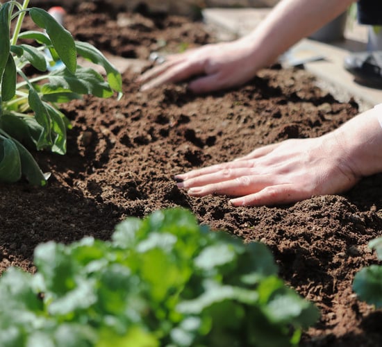 UN strengthens collaboration on nuclear science for agriculture