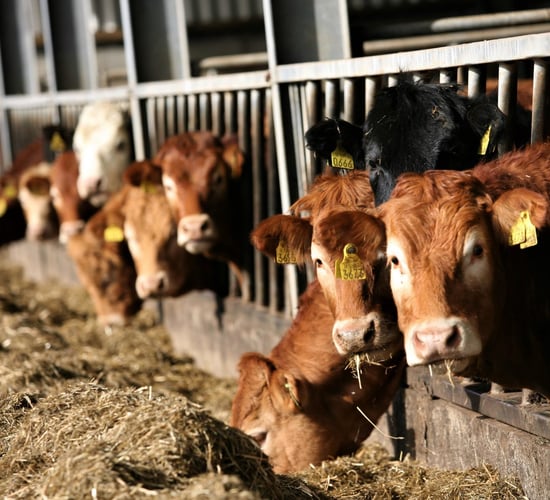 Irish Grass Fed Beef PGI 'must add additional value' to Irish beef