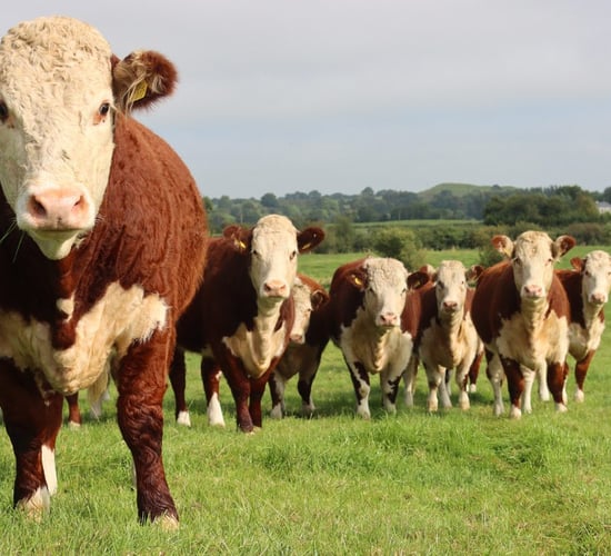 New Irish Hereford Prime off-season bonus of up to 25c/kg