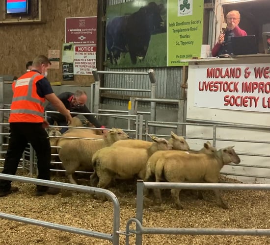 Sheep review 2021: Breeding sales in cases fail to live up to expectations