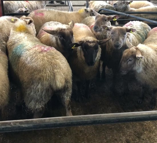 Sheep kill: Throughput holds steady