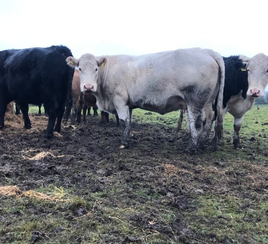 Beef trade: Better-type cull cows still clearing €4.00/kg