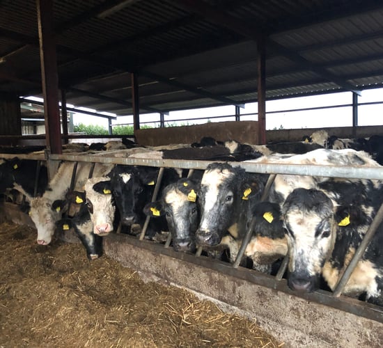 Beef trade: Changes to factory bonuses for certain types of cattle