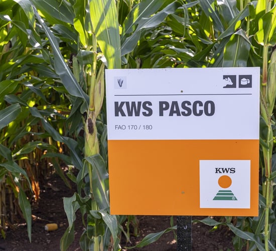 The days of growing maize under plastic may be numbered