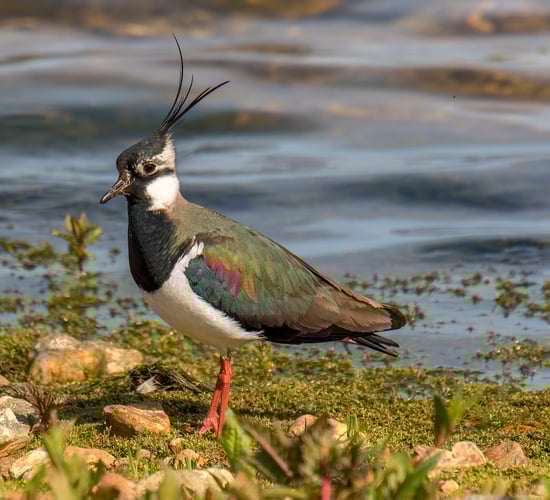 NI farmers urged to take part in Big Farmland Bird Count