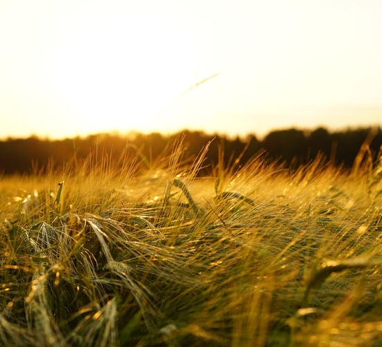 Irish MEPs must support Nature Restoration Law - IWT