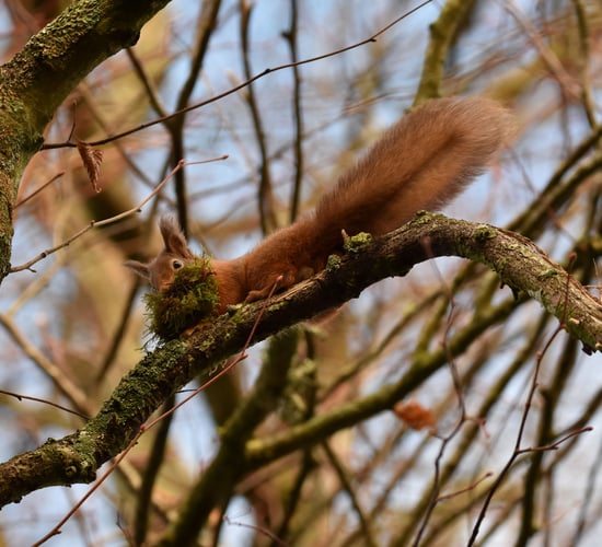 Non-native conifer plantations  may negatively impact red squirrels - study