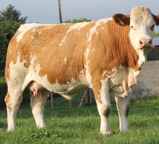 NI-bred Simmental stock are 'first choice' for Swiss and German customers