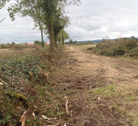 Reminder: Hedge cutting ban to take effect on March 1