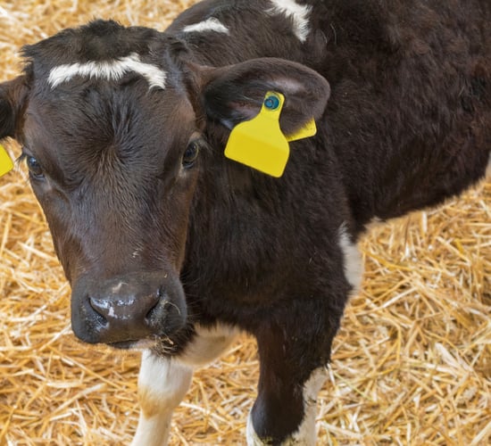 Online webinars to replace CalfCare events