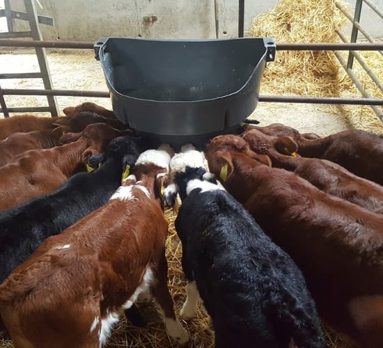 Feeding frequency linked to development of a calf’s microbiome