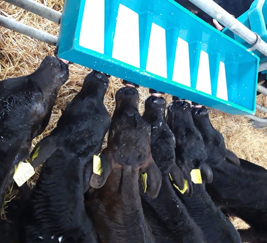 Aiding calf microbiome and avoiding health risks from transition milk