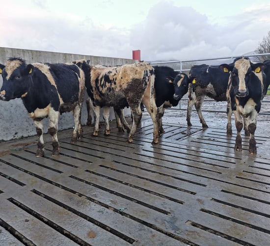Virtual dairy sale returns to Cashel Mart for 2022
