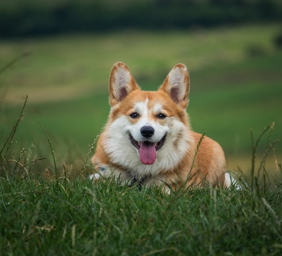 Warning issued to pet owners as temperatures continue to rise
