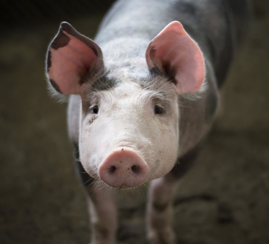 Call on Irish pig processors to increase price by minimum of 8c/kg