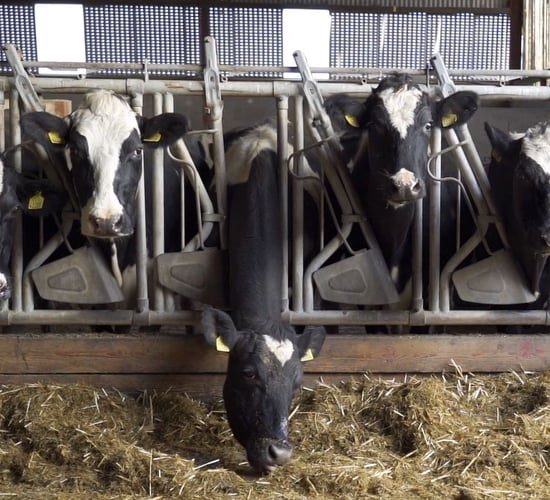 Understanding the risk of milk fever this calving season
