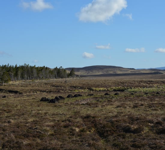 INHFA calls on councils to support Nature Restoration Law motion