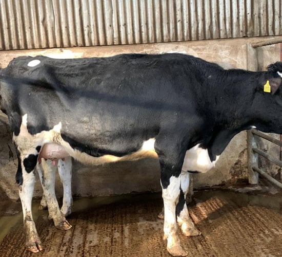 Lively trade at Taaffe Auctions' first spring sales