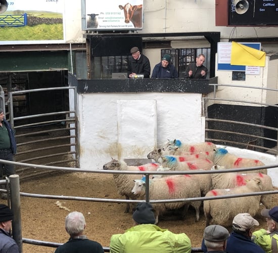 60 Cheviot in-lamb ewes for sale at Tullow this Tuesday