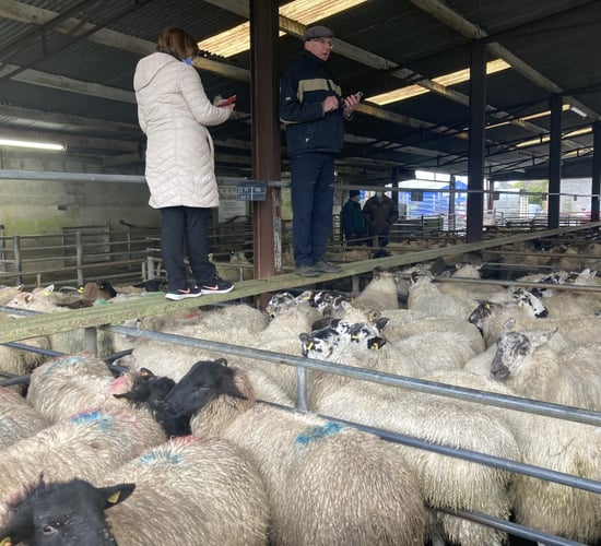 Pics and prices: Hogget prices to €166/head at Loughrea