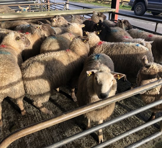 Sheep trade: €8.30/kg on offer as hogget trade ignites