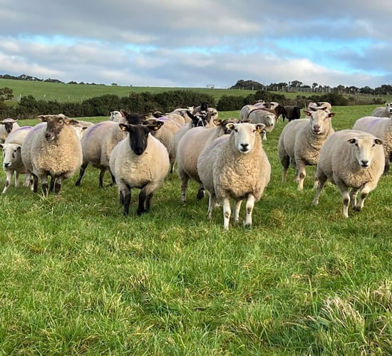 Upcoming clearance sale of 100 in-lamb ewes at Blessington Mart