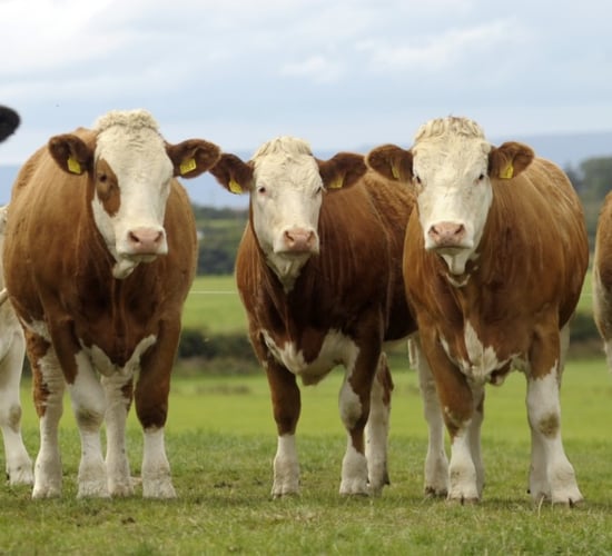 Irish Simmental Cattle Society appoints new manager