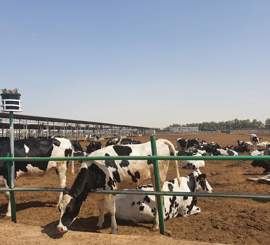 Farmland programme returns to discuss dairy in Dubai and food prices