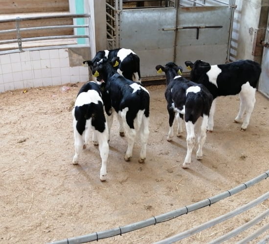 Friesian bull calves back in demand at Enniscorthy Mart