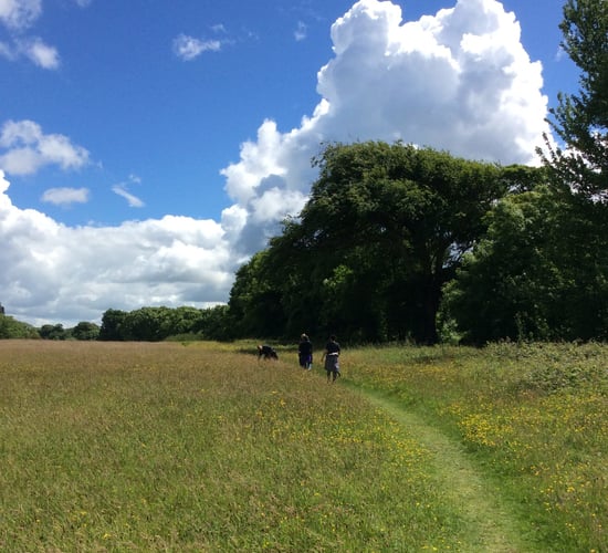 GMIT: 'Vision for Biodiversity' plan to support conservation