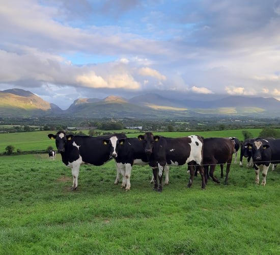 Teagasc appoints new cattle specialist in south west